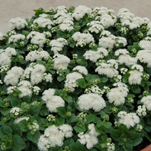 Ageratum Aloha F1  White